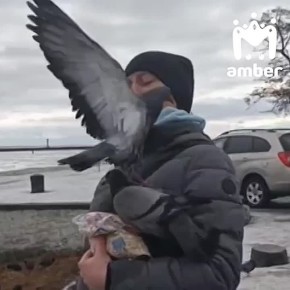 Ещё 11 лебедей вытащили из воды с мазутом на Балтике