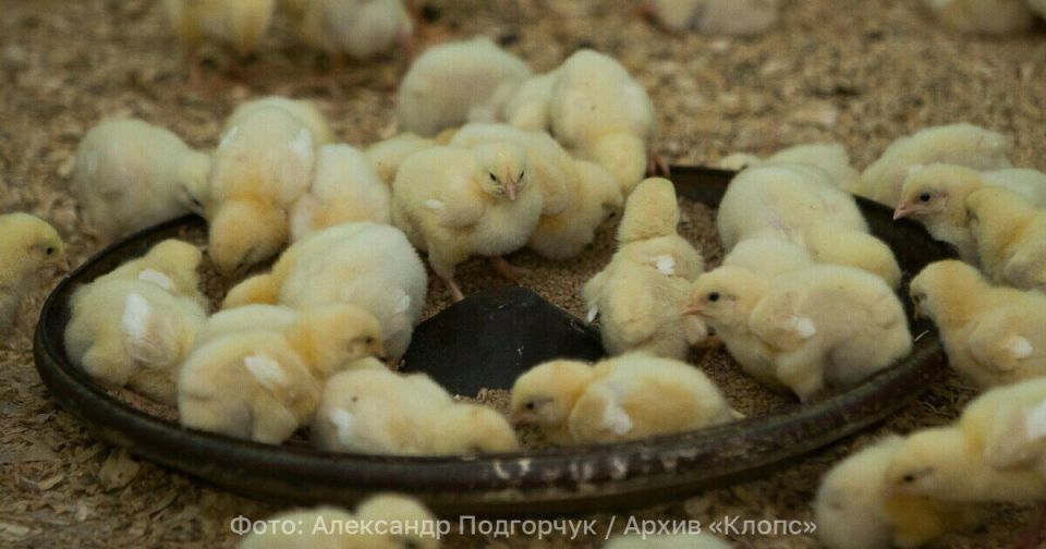 � ����������� ��� ���������� �������� 65 ���