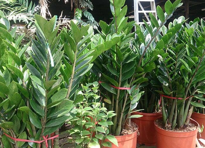 ����������� ��������� �� �����, � ������� ����� �����