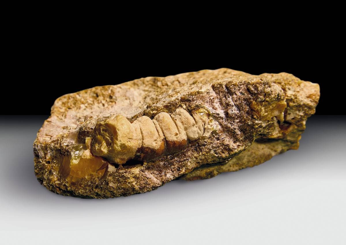 Янтарь застыл в форме личинки древнего жука!