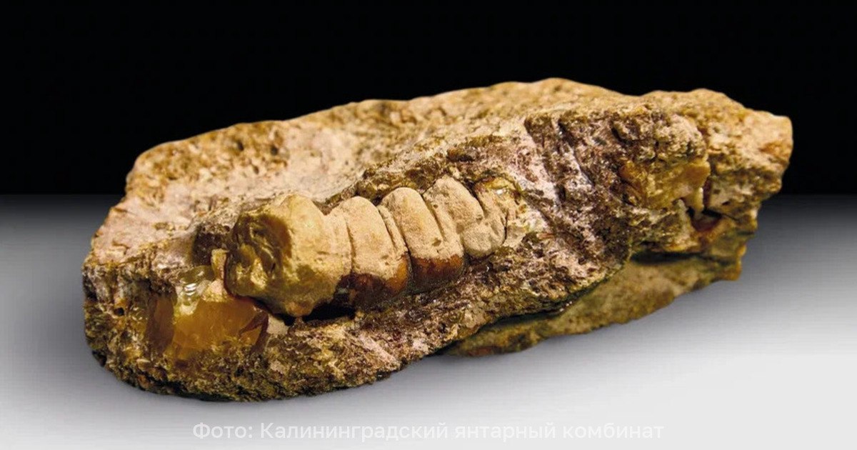 Большая редкость, чем инклюз: в Калининградской области обнаружили янтарный след древнего жука