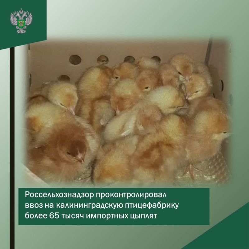 ���������������� ���������������� ���� �� ��������������� ������������ ����� 65 ����� ��������� ������