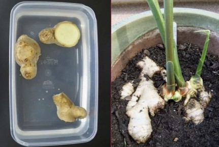 Выращивание имбиря в домашних условиях: осень как старт для экзотического проекта