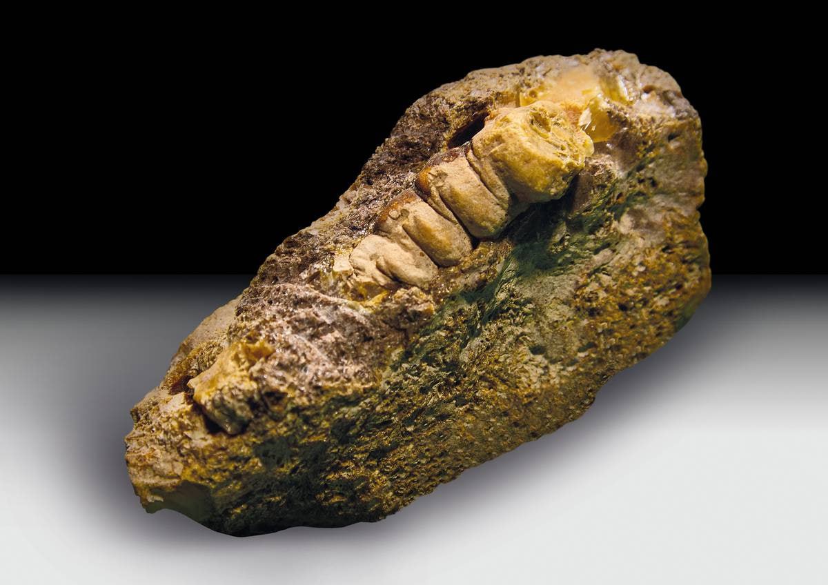 Янтарь застыл в форме личинки древнего жука! Янтарь застыл в форме личинки древнего жука!