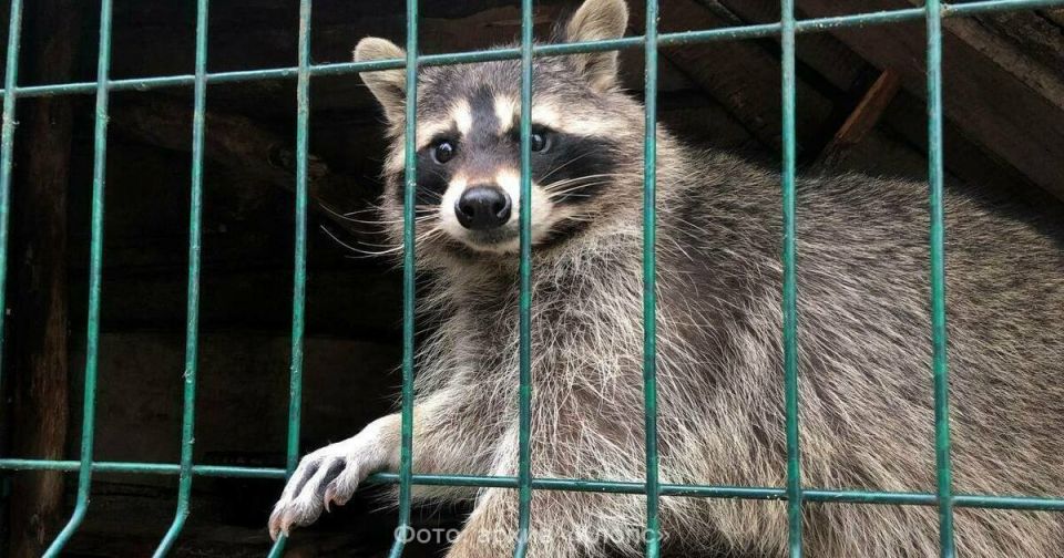 � ����� ���� ������� ������, � � �������� ������� �������: ����-������� � ����� ����� ������� �������� ��������