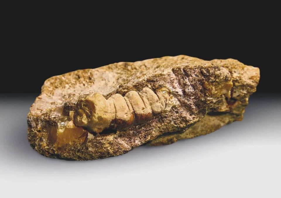 ��������������� �������� �������� (������ � ���-������ ������������� ��������) ����� ������� ������, ������������ ��������� ������� �������� ����