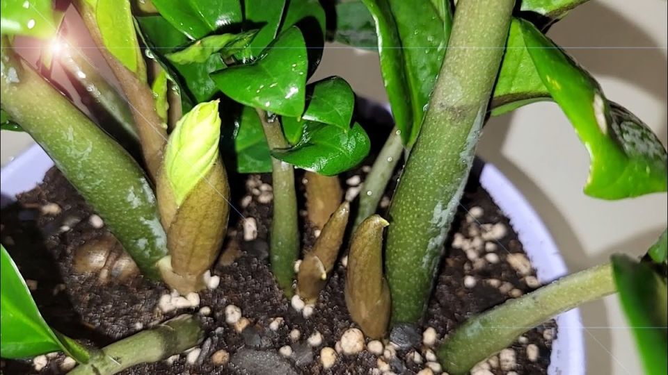 ������ ������������ �� ������: �������� ������� � ���������� ��������