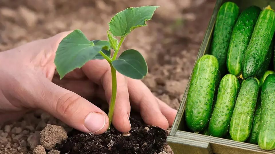 ��� ��������� ����� ������ �� �������: ������ � ��������