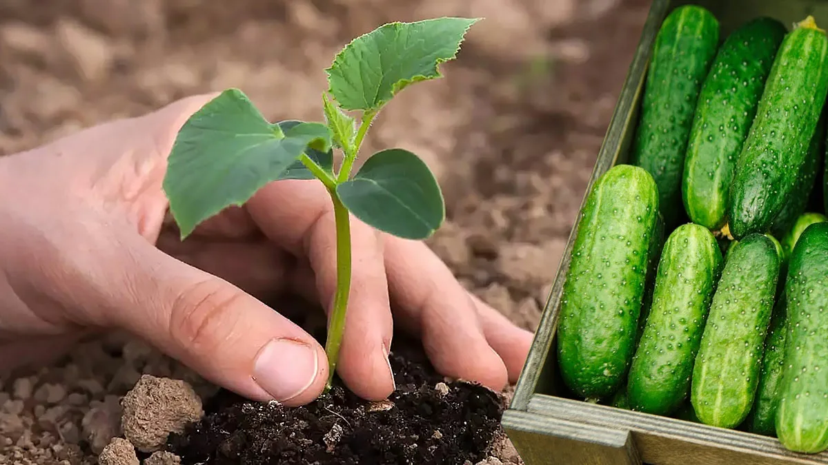 Как правильно сеять огурцы на рассаду: советы и хитрости