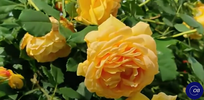 Как успешно выращивать розы: советы для начинающих