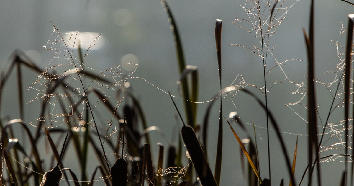В Калининградской области в последний день зимы потеплеет до +14°C