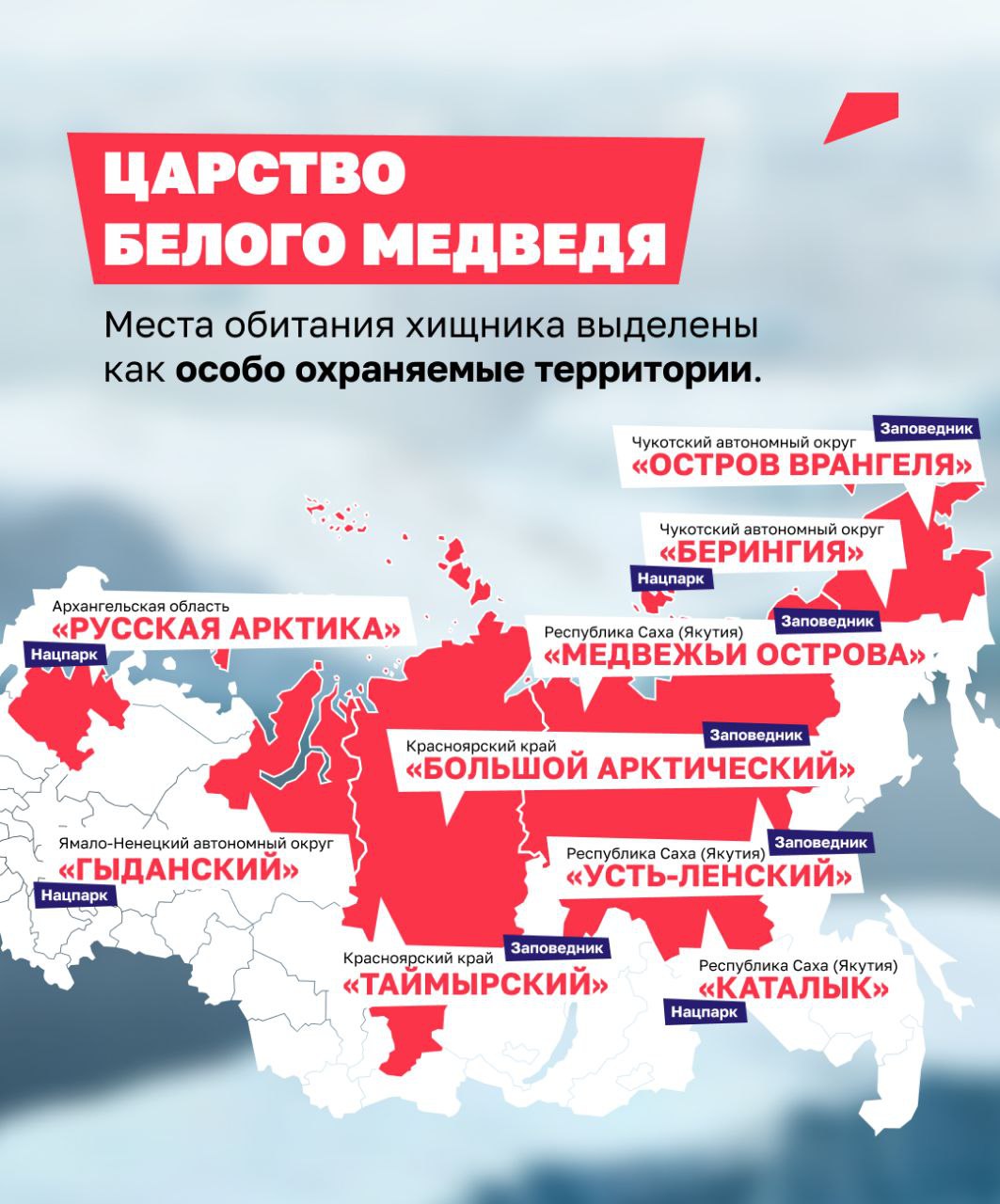 Учуять добычу за десятки километров и часами плыть в ледяной воде: полярный медведь не знает преград Учуять добычу за десятки километров и часами плыть в ледяной воде: полярный медведь не знает преград