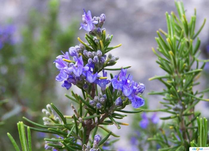 Целебные травы: орегано и розмарин как секреты здоровья