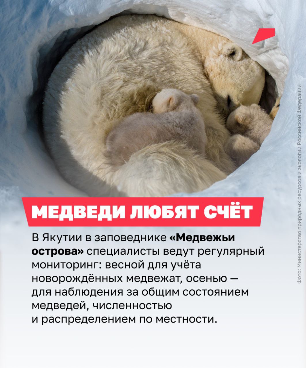 Учуять добычу за десятки километров и часами плыть в ледяной воде: полярный медведь не знает преград Учуять добычу за десятки километров и часами плыть в ледяной воде: полярный медведь не знает преград