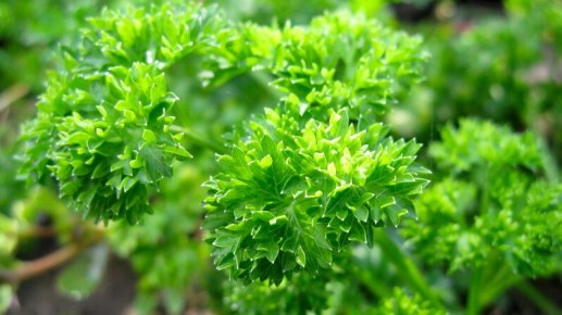 Как добиться успеха в выращивании петрушки: секреты посева