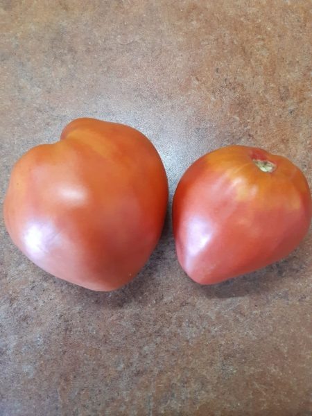 Томат Полиция 40: проверенные временем качества и отличный вкус