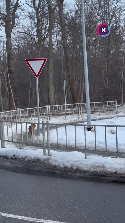 На улицах Зеленоградска вновь замечено дикое животное