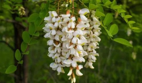 Акация в вашем саду: как правильно высаживать и ухаживать, и рост цен на саженцы