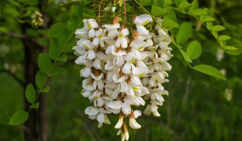 Акация в вашем саду: как правильно высаживать и ухаживать, и рост цен на саженцы