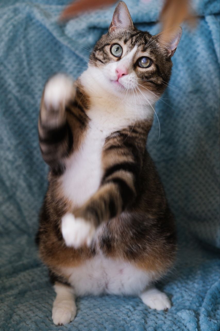 Щёчки-булочки и золото звёзд на космической шубке: десять пушистиков, которые ищут дом и любящих хозяев Щёчки-булочки и золото звёзд на космической шубке: десять пушистиков, которые ищут дом и любящих хозяев