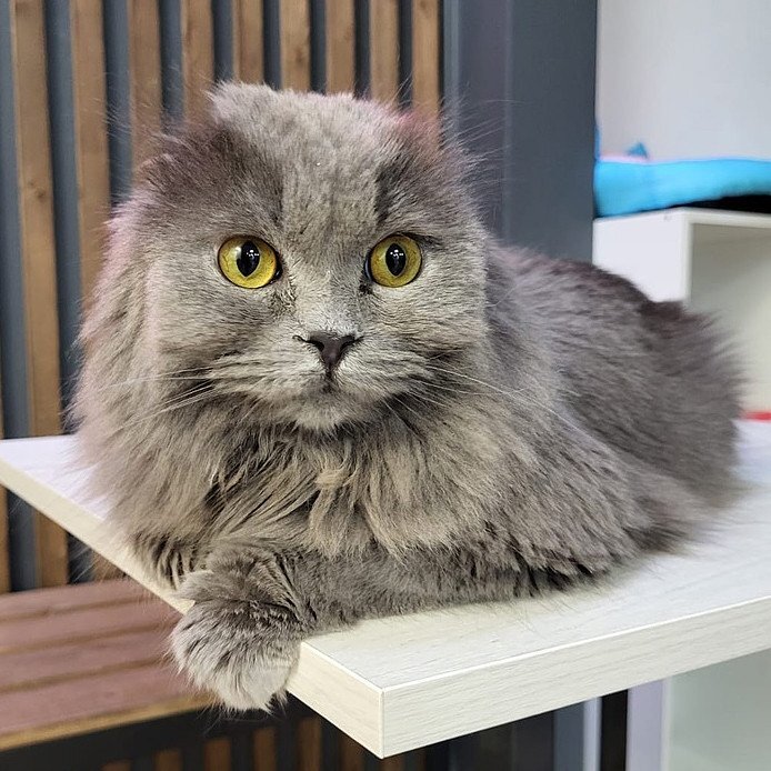 Щёчки-булочки и золото звёзд на космической шубке: десять пушистиков, которые ищут дом и любящих хозяев