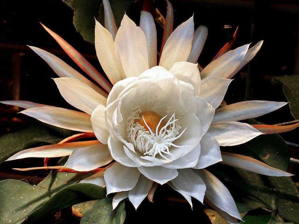 ����� ������� ��������� ��������: ������������ ������� � ��������