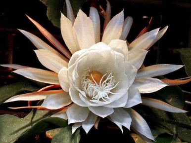 ����� ������� ��������� ��������: ������������ ������� � ��������