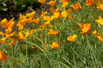 ��� ������� ��������� ������� � ������� ������������