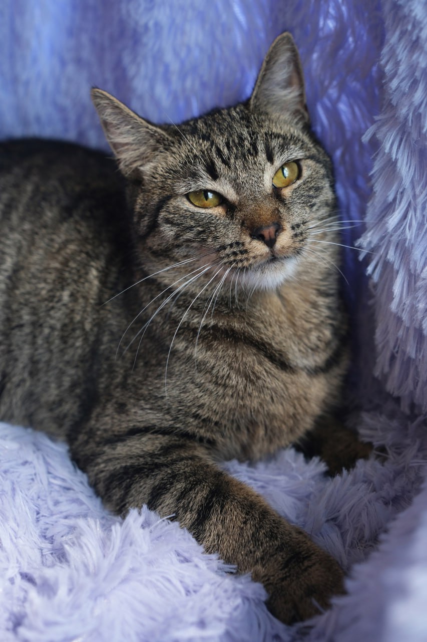 Щёчки-булочки и золото звёзд на космической шубке: десять пушистиков, которые ищут дом и любящих хозяев Щёчки-булочки и золото звёзд на космической шубке: десять пушистиков, которые ищут дом и любящих хозяев