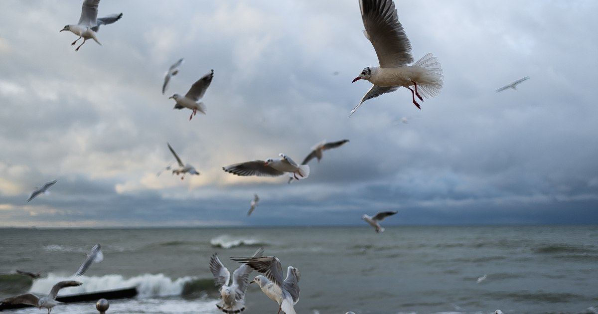 Синоптик: Калининград первым в России встретит метеорологическую весну