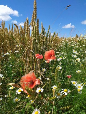 ��������� ������ ���� ����� � ������������ ��� ������������ �������, ������� ������ ����� �������� ����� ���� �������������� �������