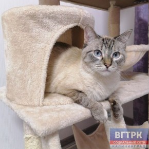 В первый день весны в России отмечают День кошек