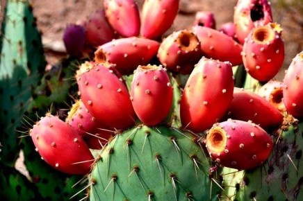 Удивительные южные растения, которые смогут прижиться в нашем климате