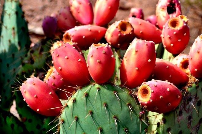 Удивительные южные растения, которые смогут прижиться в нашем климате