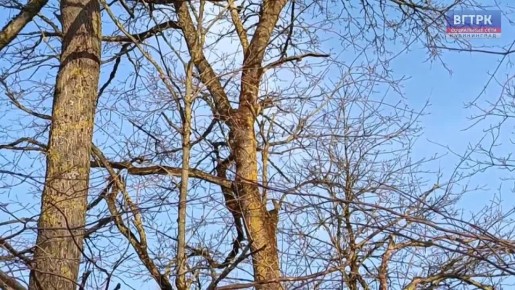 ������ ����