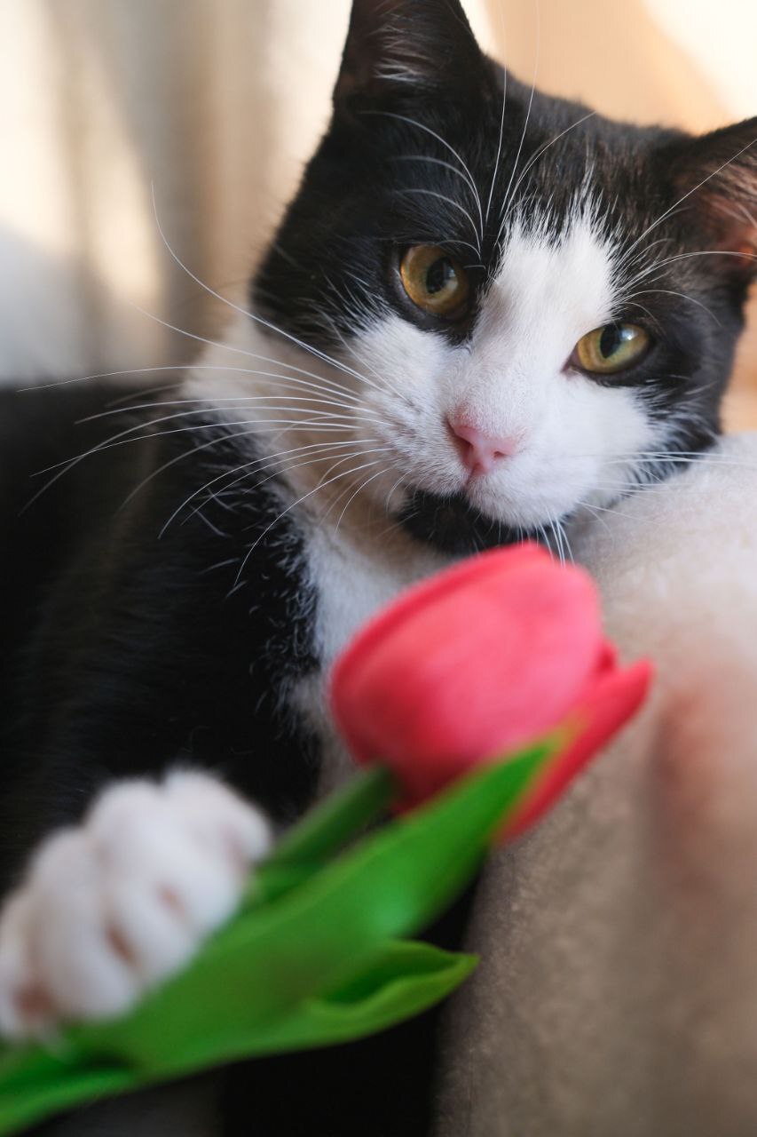 Щёчки-булочки и золото звёзд на космической шубке: десять пушистиков, которые ищут дом и любящих хозяев Щёчки-булочки и золото звёзд на космической шубке: десять пушистиков, которые ищут дом и любящих хозяев