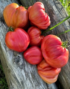 Томат Сердце Марты: популярность и секреты успешного выращивания