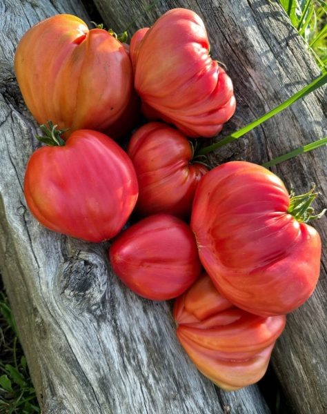 Томат Сердце Марты: популярность и секреты успешного выращивания