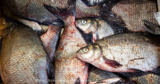 ��������������� ������������ ������� ���������� ���, ��� ������� ����