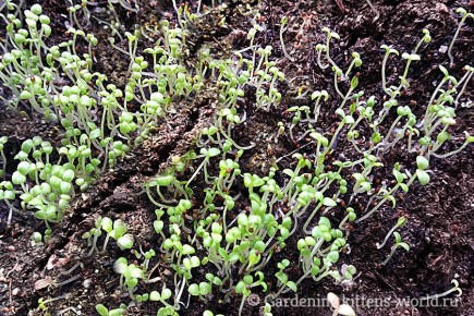 ��� ������ ������� �� ������� � ������