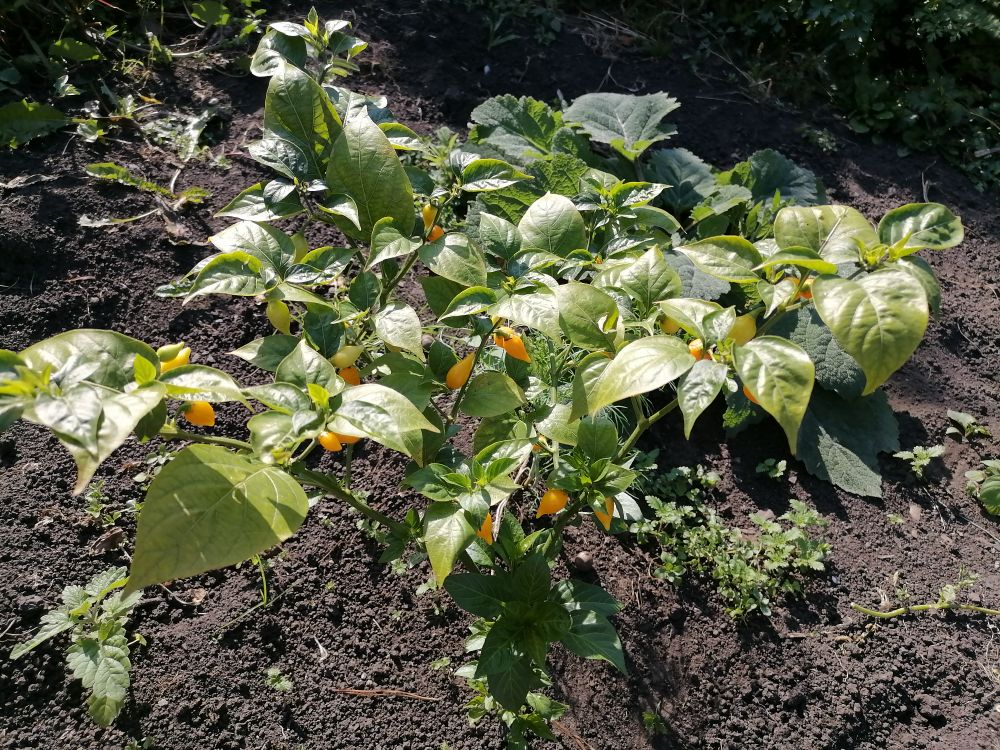 Сезон начинается: как закладываются основы урожая перцев и баклажанов