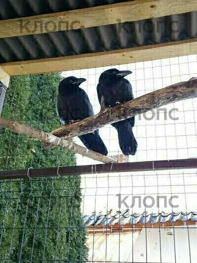 Хозяйка ручного ворона Фиделя пока так и не нашла своего питомца, зато неожиданно приютила двух птенцов Хозяйка ручного ворона Фиделя пока так и не нашла своего питомца, зато неожиданно приютила двух птенцов