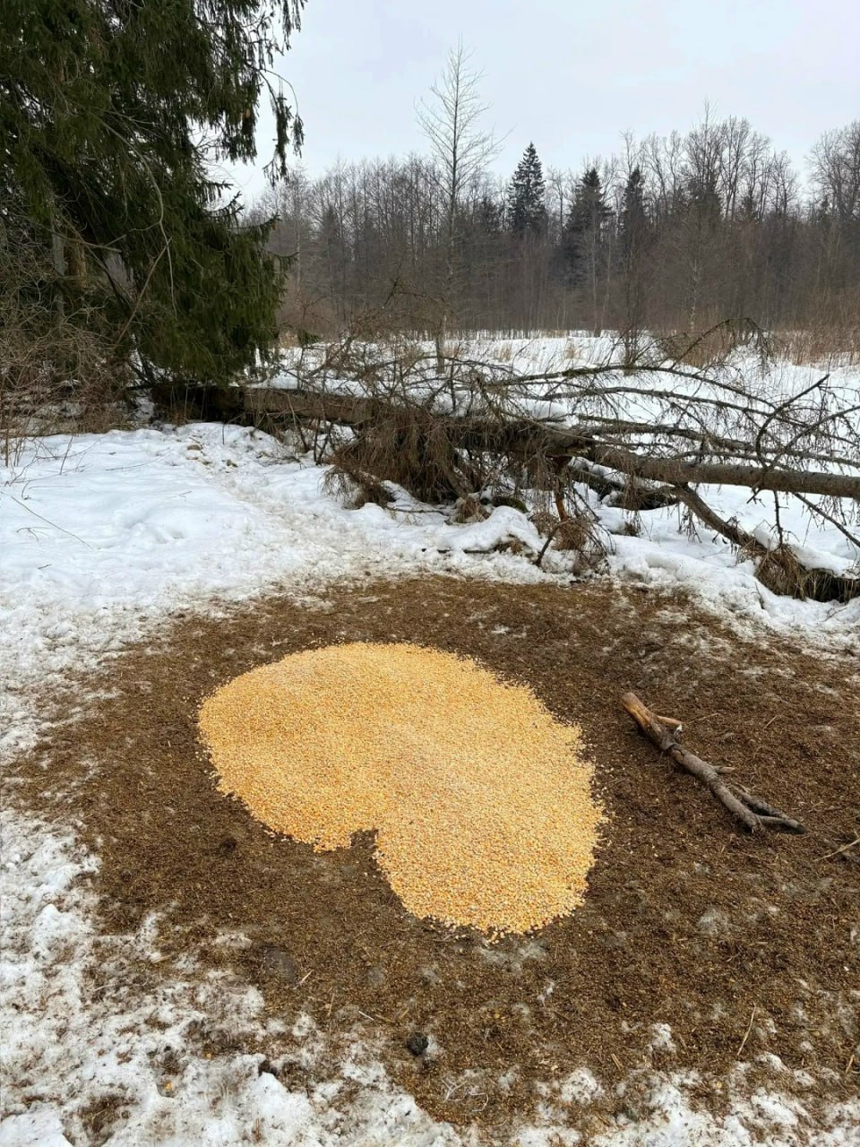 В Калининграде волонтёры объединились, чтобы подкормить косуль В Калининграде волонтёры объединились, чтобы подкормить косуль