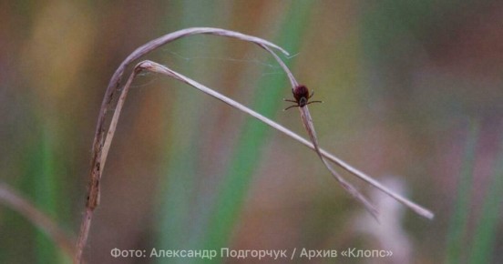Деньги выделили, сезон охоты открыт: в мэрии рассказали, когда калининградские улицы начнут обрабатывать от клещей