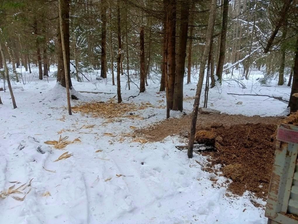 В Калининграде волонтёры объединились, чтобы подкормить косуль В Калининграде волонтёры объединились, чтобы подкормить косуль