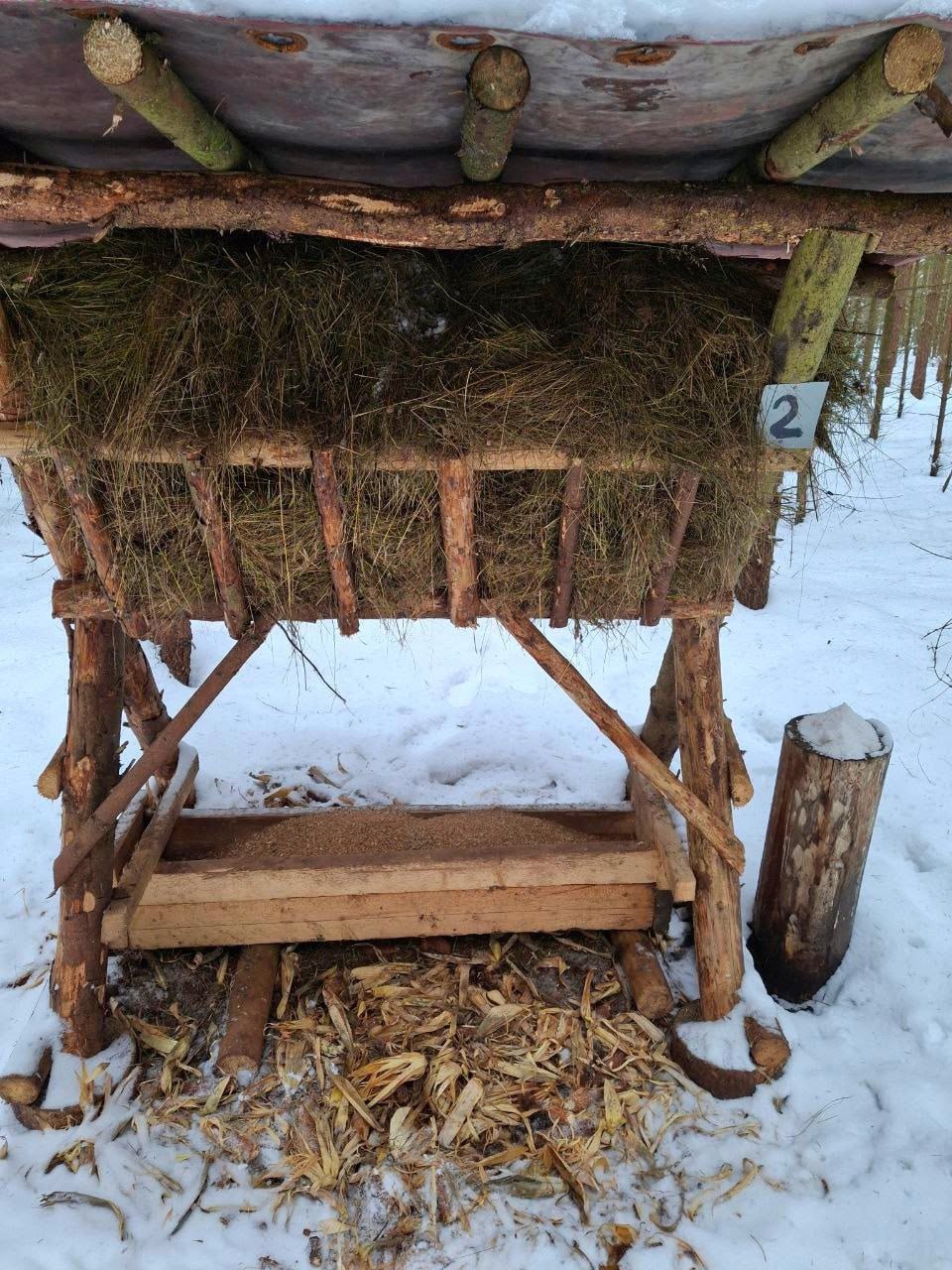 В Калининграде волонтёры объединились, чтобы подкормить косуль В Калининграде волонтёры объединились, чтобы подкормить косуль