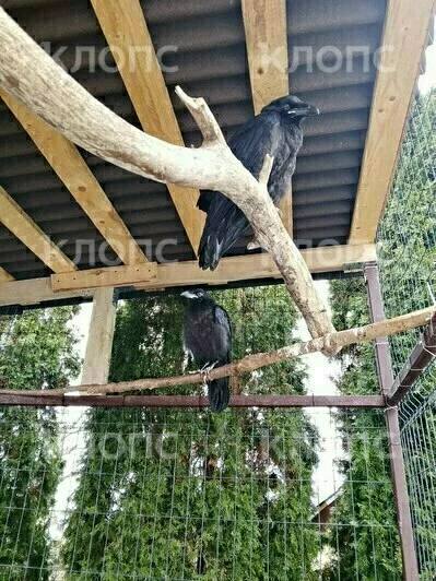 Хозяйка ручного ворона Фиделя пока так и не нашла своего питомца, зато неожиданно приютила двух птенцов Хозяйка ручного ворона Фиделя пока так и не нашла своего питомца, зато неожиданно приютила двух птенцов