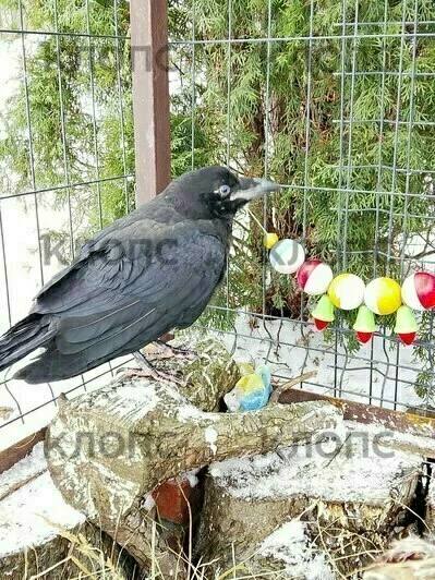 Хозяйка ручного ворона Фиделя пока так и не нашла своего питомца, зато неожиданно приютила двух птенцов