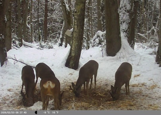 В Калининграде волонтёры объединились, чтобы подкормить косуль В Калининграде волонтёры объединились, чтобы подкормить косуль
