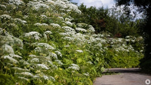 С 1 марта к ответственности за распространение инвазивных растений будут привлекать не только фермеров и аграриев, но и собственников дачных участков